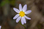 Entireleaf western daisy